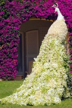 flowersgardenlove:  Awesome Peacock Topi