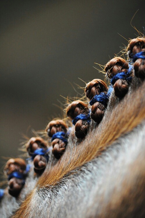 lorijoloveshorses:Perfect Braids