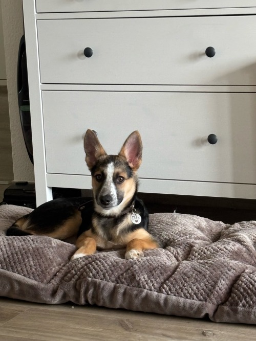 Hello 🦊❤️