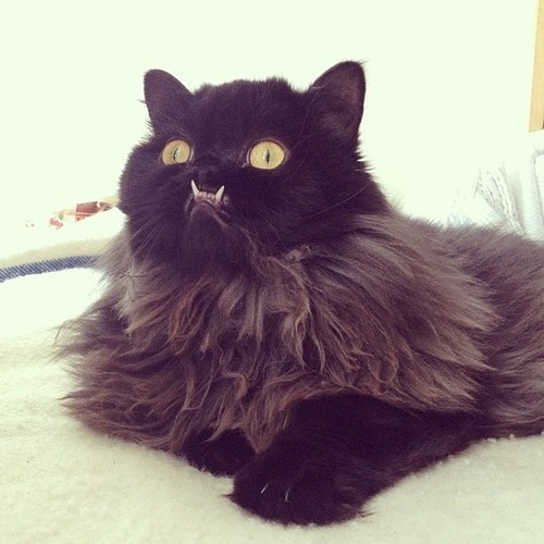 oiruman:  ufoattack:  oiruman:  i am kind of sad ok   this cat’s name is Princess Monster Truck  thank you 