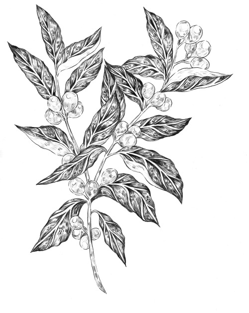 erinalise: Doing a really exciting commish involving coffee ~ because why separate your two jobs/pas