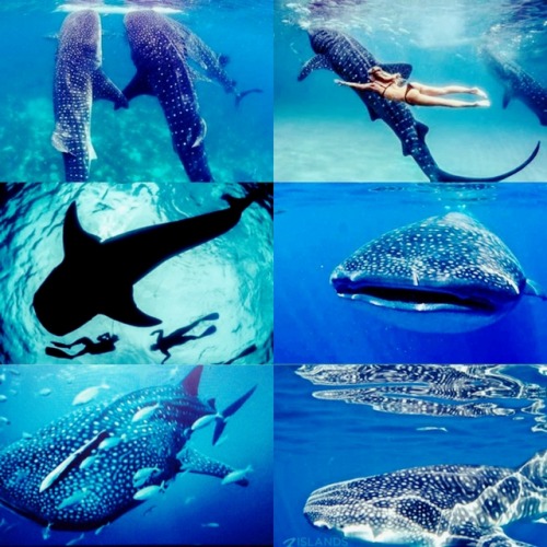 ɰһѧʟє sһѧяҡ || rнιncodon тypυѕ• the whale shark is a filter feeding, slow-moving shark that is the l