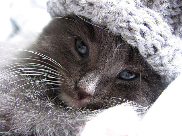 catsbeaversandducks:  Ludwig and his hat. Photos by ©Christie Michelle 