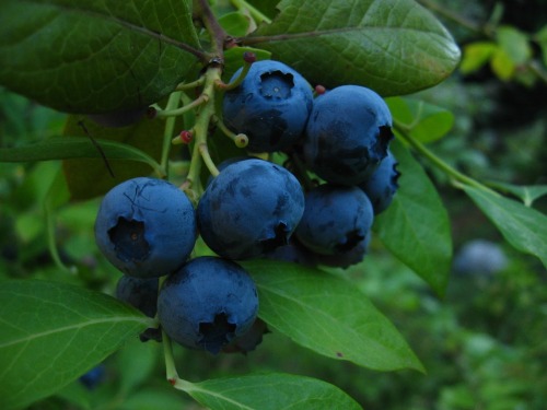 morigrrl:blueberries