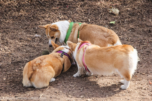 gatsbyadventures:  We often talk about how perfect it is that Scout is named after Jean Louise “Scout” Finch. Much like Scout the literary character, Scout the corgi prefers to hang with the boys and can out-mud/out-dirty them any day.
