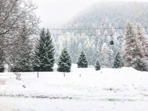 Fluffy White Stuff #JUSTACLICK #passodeltonale #tonale #pontedilegno #adamelloski #adamello #snowlov