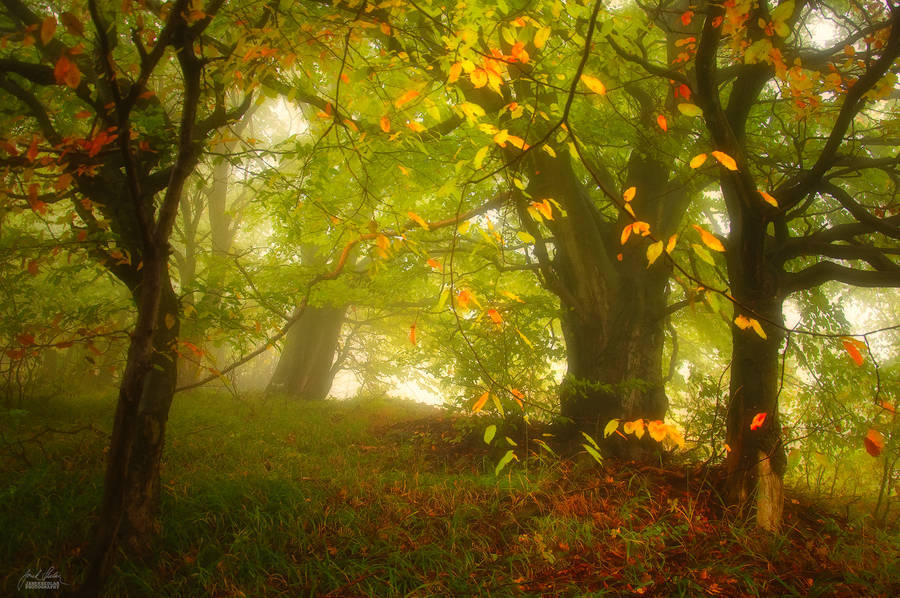 landscape-photo-graphy:  Enchanting Forests Photography Illuminate Autumn’s Beauty