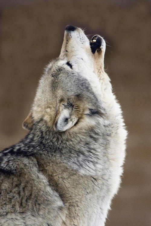 beautiful-wildlife: Gray Wolf Howling by Mark Newman