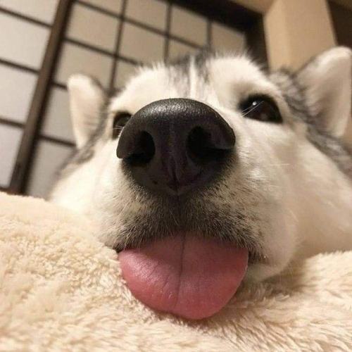 doggosource:bloop