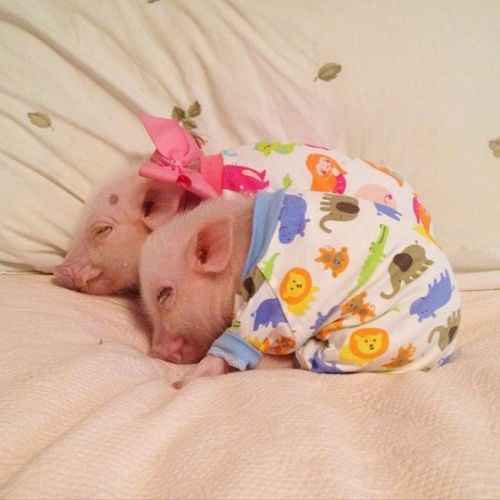 piglets