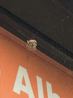 adorablespiders: AS! Any idea what this little cutie might be? Her abdomen is so round! In Alberta, Canada.  AS: cute! a kind of Cat-faced orb weaver spider!  