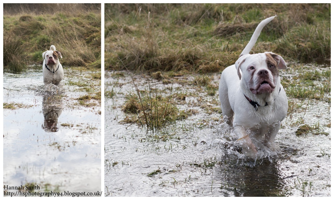 handsomedogs:  Lester at ten months, he’s an olde tyme aylestone bulldog and here