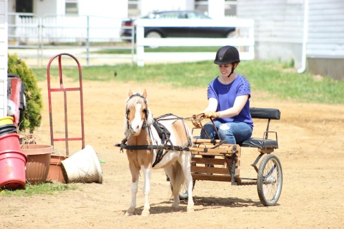 winterstormathena:this pony is so cute it kills me. 