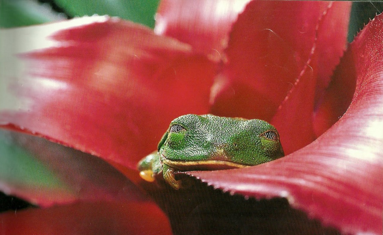 dogpuddle:  cuckou:  scales-and-fangs:  Napping eyes of the red-eyed tree frog (Agalychnis