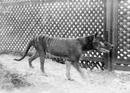 Some More Thylacines From The London Zoo 