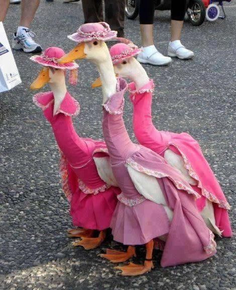 How cool would it be if all ducks dressed like this!