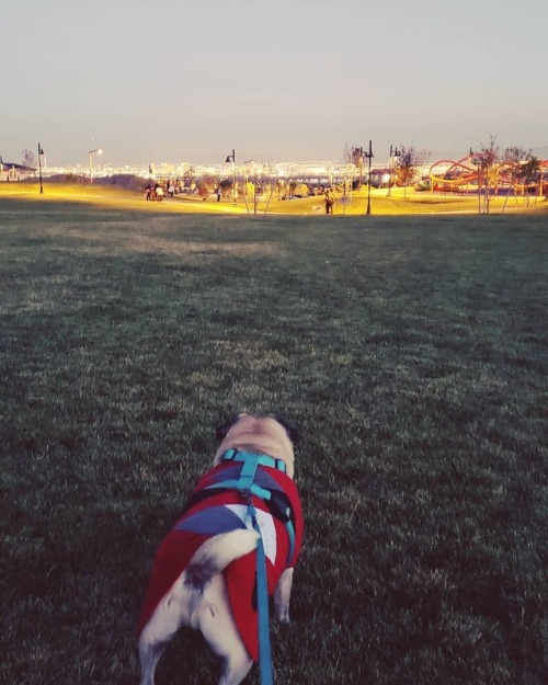 Precious baby boy #sirleonardsebastian #pugsofinstagram #puglife #vegaslights #vegasskies #myboy #my