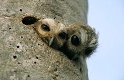 awwww-cute:  Baby owls peeking out of their nest (x-post r/pics)