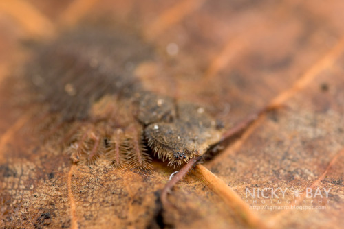 onenicebugperday:Owlfly Larvae,AscalaphidaeFound in Malaysia, Mozambique, and Singapore respectively