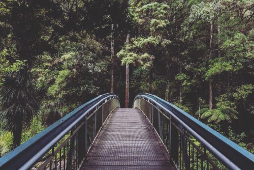 blackdreamer: #path #adventure #explore #travel #nature #trees #forest #jungle #peaceful