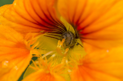pragmaculture: tiny snail babies chilling in nasturtium flowers