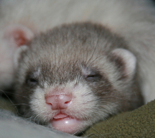 ferretsof:  hajandradeye:   FYI, Baby Ferrets Are Really Cute  Omg ❤️❤️❤️❤️❤️ 