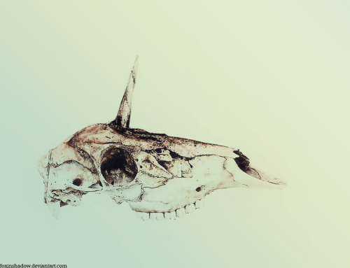 Ok, so I’ve found a really pretty photo of… equine skull today, and so I’ve made a simple photo manipulation