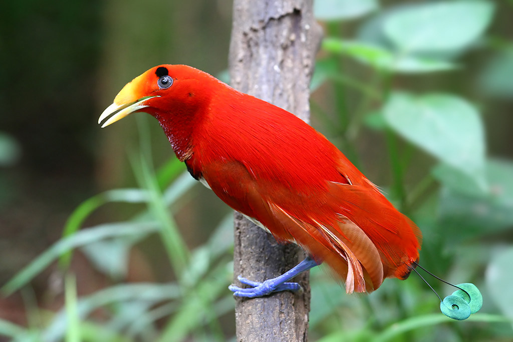 ready-red-birds:
“King Bird-of-paradise (Cicinnurus regius)
© eddy lee
”