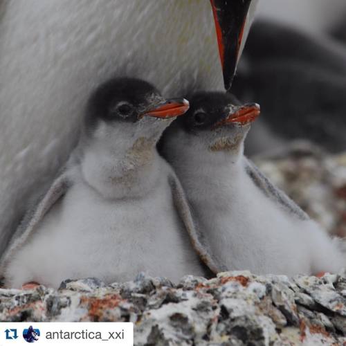 #Repost @antarctica_xxi with @repostapp. ・・・ Gentoo penguin chicks #antarctica #antarcticaxxi #pengu