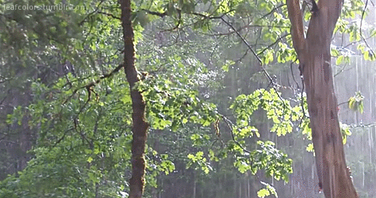 tumblr_owk6exIsr61wa4coyo1_540.gifv