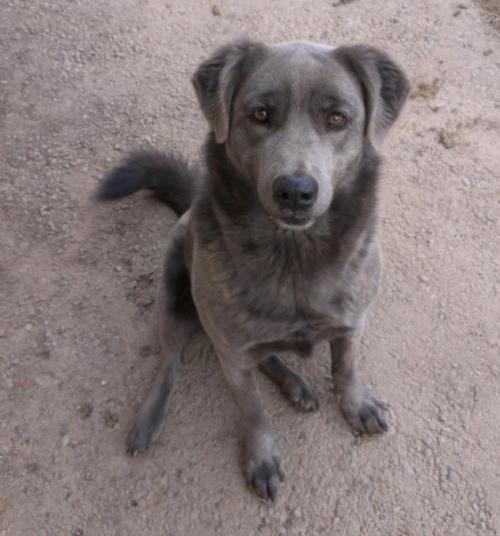 freespiritw0lf:petfinds:Coco is a Labrador Retriever mix up for adoption in Caledon, Ontario.This do