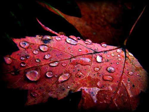 Waterdrops on a leaf by Pammiesphotography