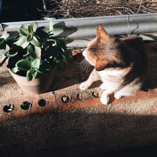 honeyknot: rebel loves miso  ig: auburnfig