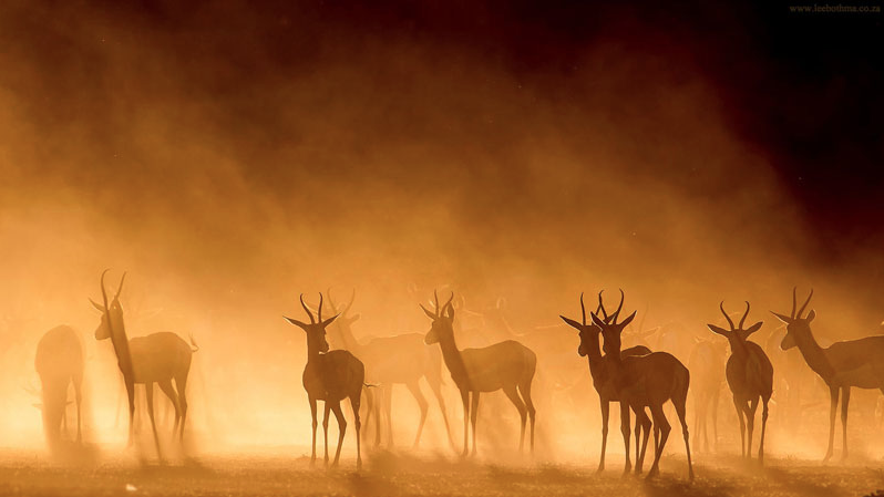 escapekit:  Wildlife Photography South African photographer Lee Bothma captures