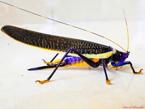 onenicebugperday:Elegant conehead katydid, Moncheca elegans, found in Central and South AmericaPhoto