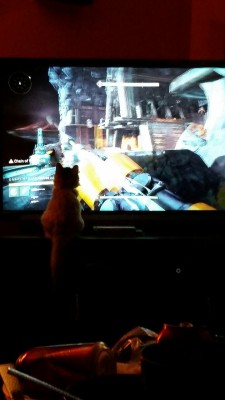 xofeliciaa:  I think my cat wants to play video games.