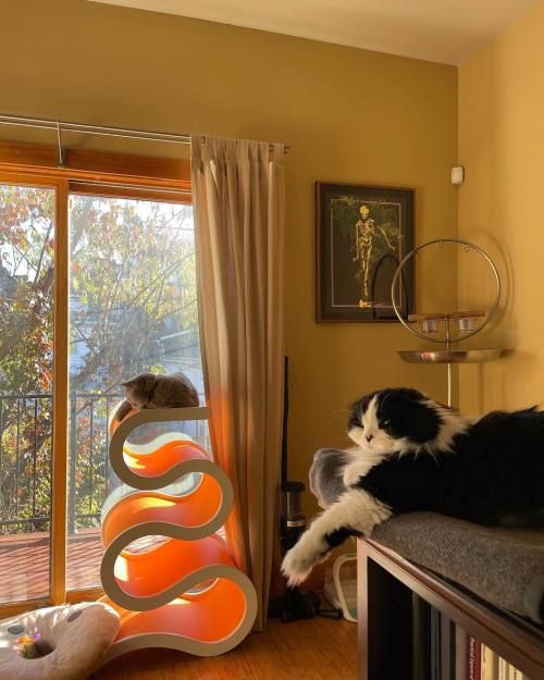 @trogdortheburninatorcat @dilandausama enjoying a quiet morning #ねこ#고양이 #gato #gatito #cat #scottish