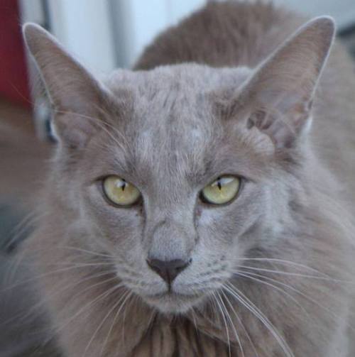 cat colours — lavender