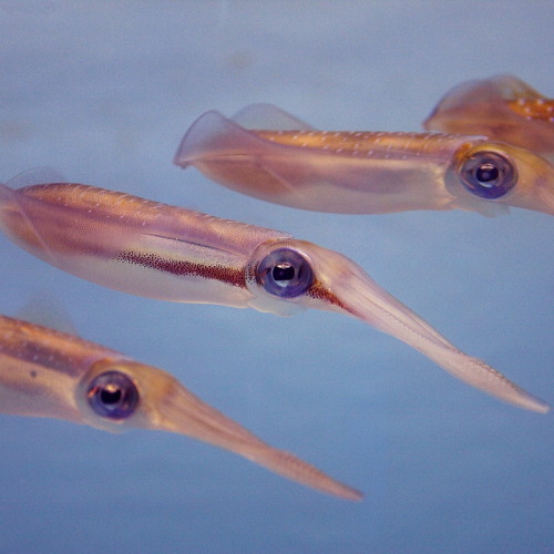 Bigfin reef squid (Sepioteuthis lessoniana)The bigfin reef squid is a commercially important species