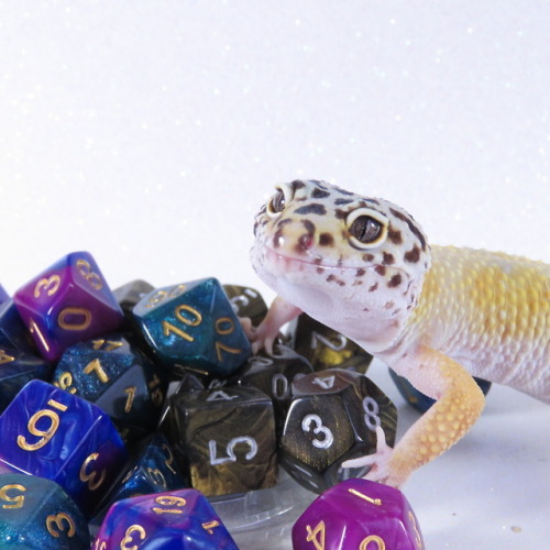 kobaltkreations: demonelfknight:   boxodice:   Dragon Hoard- Apollo. She’s a tricky one who doesn’t like being near the populace, She has a heart of gold and a flare for magic.    LOOK AT THIS ADORABLE KEEPER OF DICE!!!   @iguanamouth  