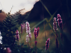 floralls:  by   Andrine Bauge 