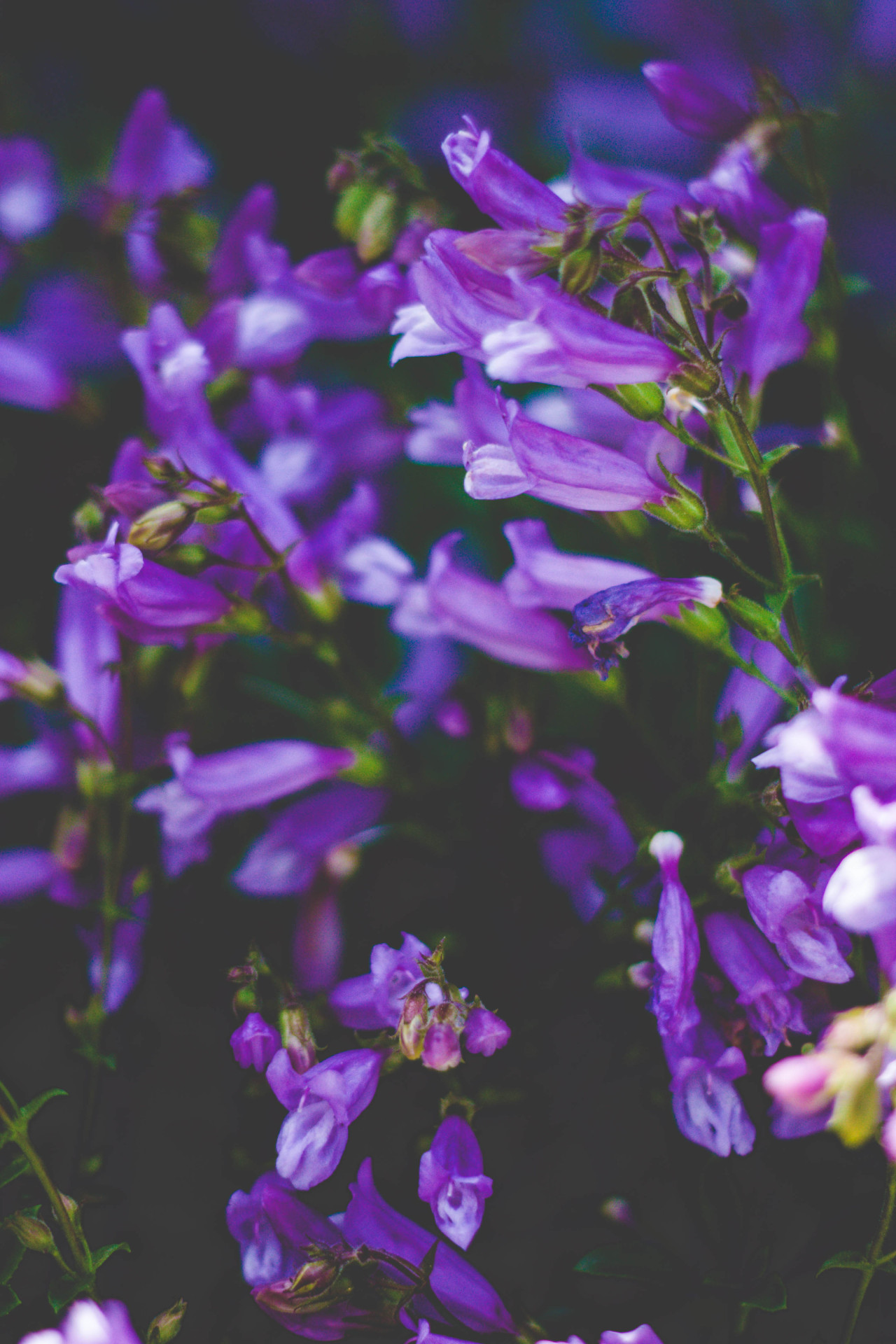 mirandaruby:  Prints -&gt; http://society6.com/mirandarubyphoto 