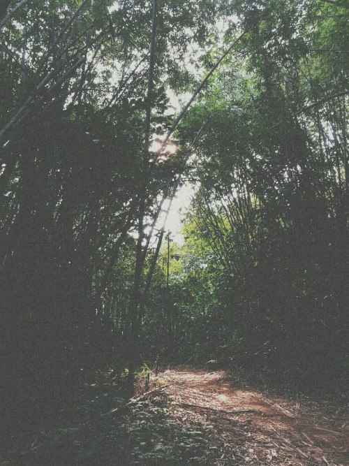 abuhanifah:  Jungle by me. Gunung Nuang, Ulu Langat.