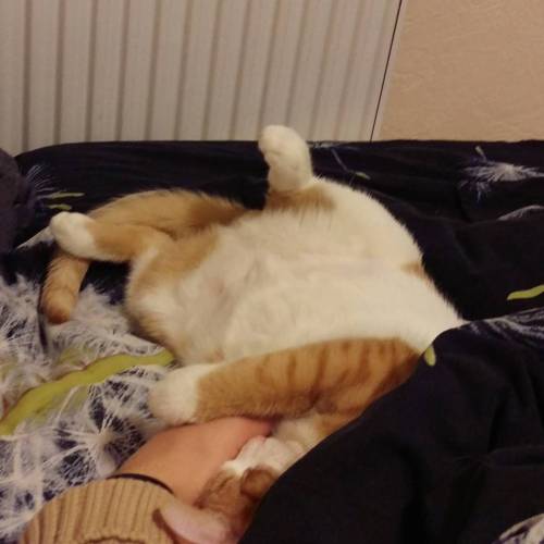 Минутка нежности. #рыжийкот #кот #усылапыхвост #redcat #mimimi #sleep #hugs #обнимашки #goodnight #с