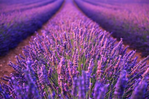 drxgonfly:Beautiful landscape of lavender fields at sunset in Provence (by Levente Fesus)