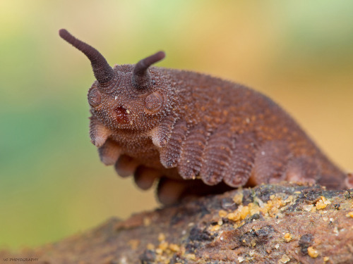 herbertwestapologist: have a masterpost of cute bug friends in these trying timesimage sources: [sca