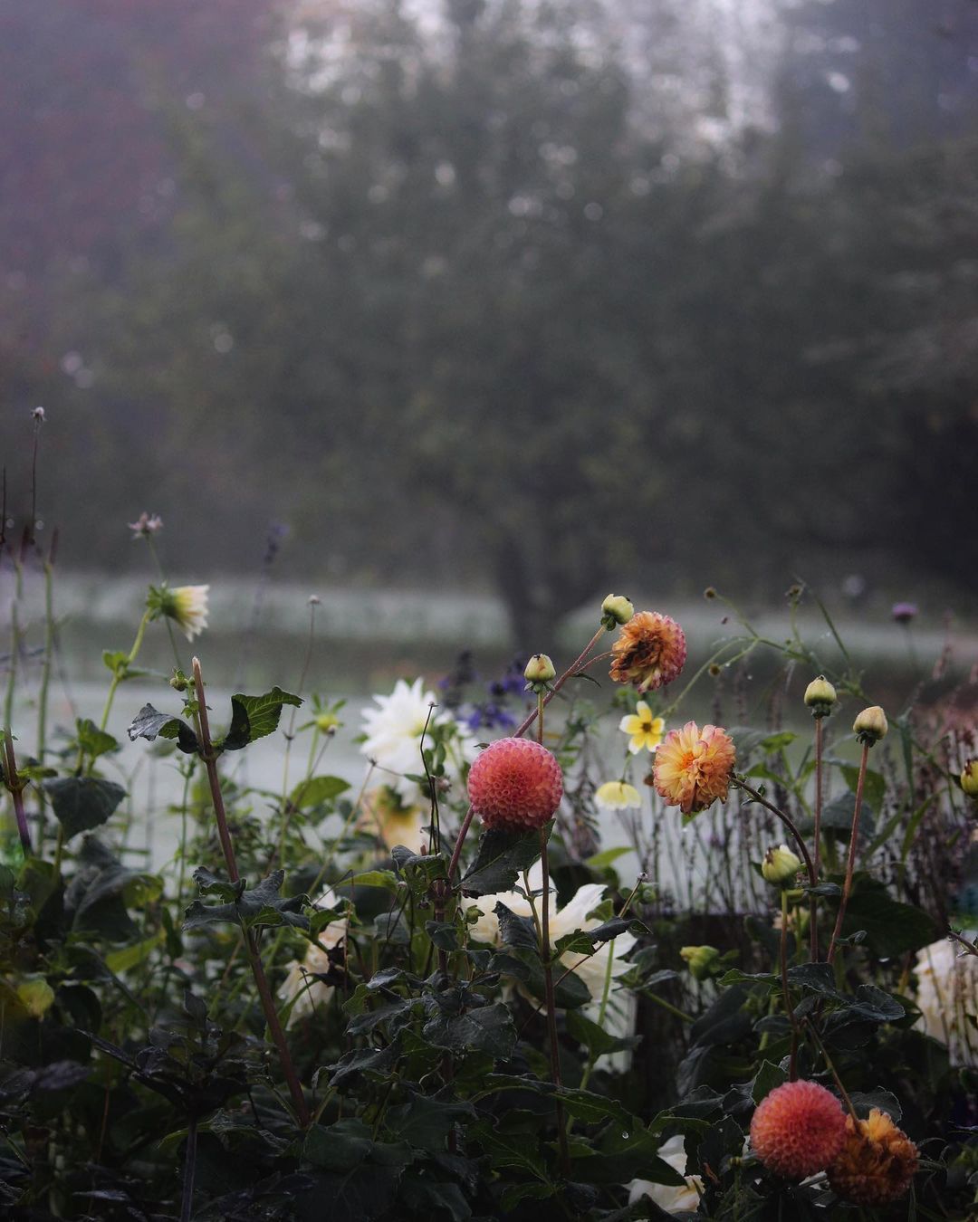 vangoghcore:by thecountrycrib