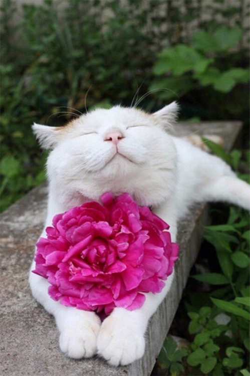 blogboestbelle: catsbeaversandducks: Shiro Neko, The Most Relaxed Cat On Earth, Has Passed Away At A