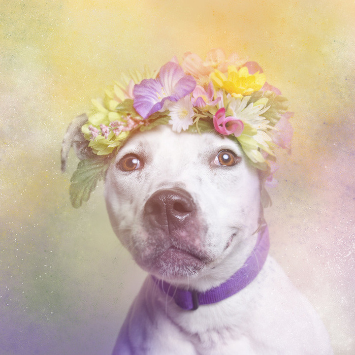 flowerbombed:  tinyfrightenedanimals:  mymodernmet:  Photographer Sophie Gamand&rsquo;s