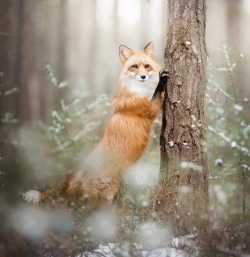 beautiful-wildlife:Lady Fox by © Alicja Zmyslowska